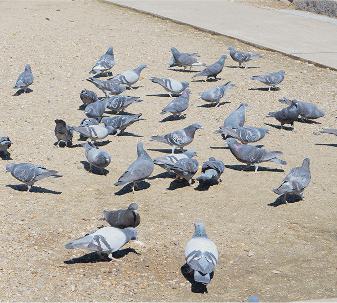 鳩の集団