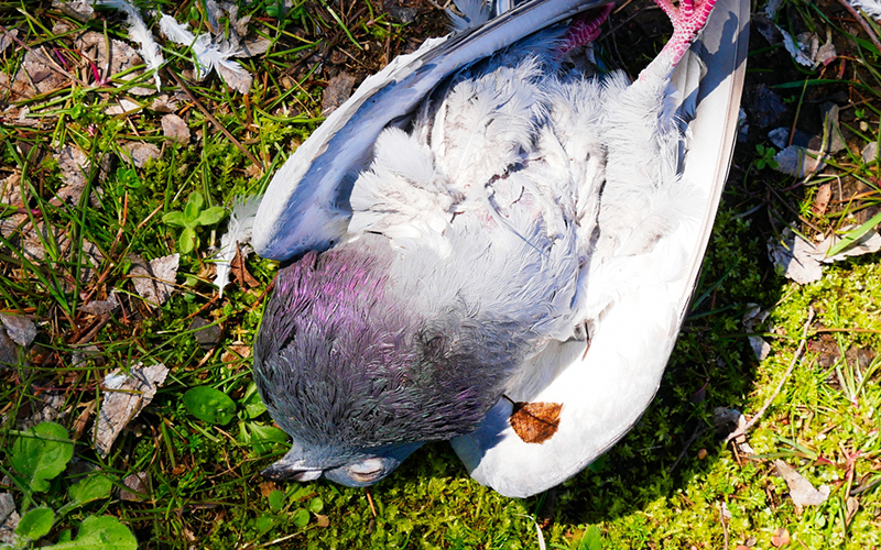 鳩の死骸害