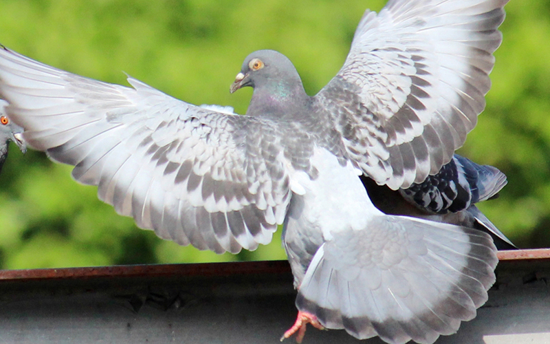 鳩同士の争い