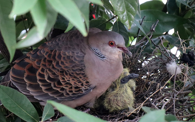 鳩に住みつかれた