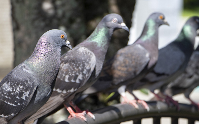 鳴き声による騒音