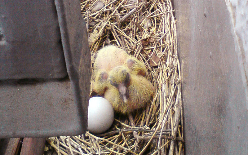 鳩の巣による卵・雛