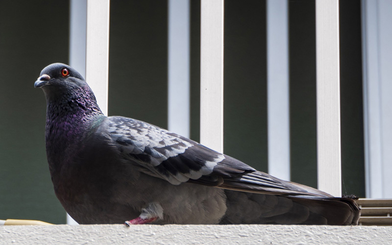 鳩のベランダ侵入