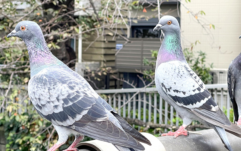 鳩が何度も戻ってくる