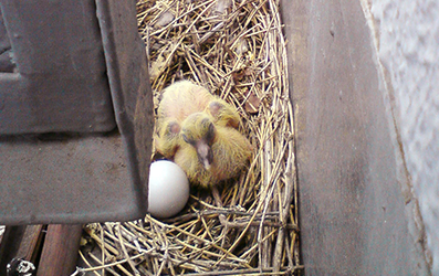 鳩の巣による卵・雛