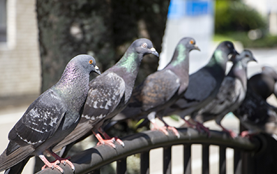 鳴き声による騒音