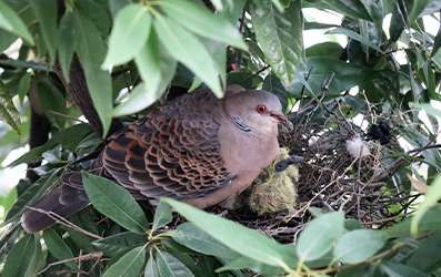 鳩に住みつかれた