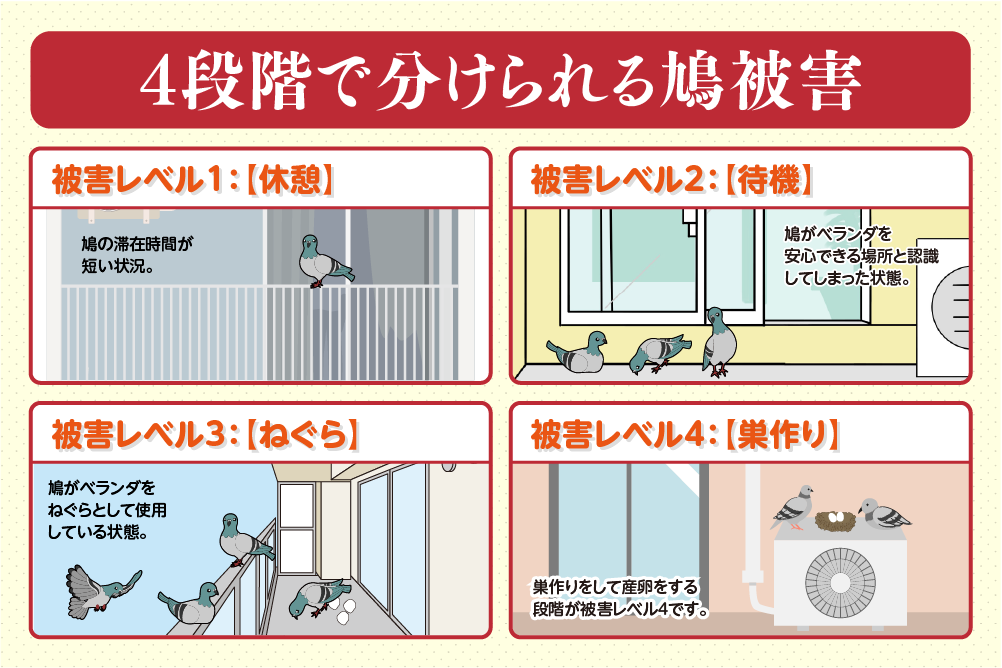 鳩による被害は4つの段階に分けられる