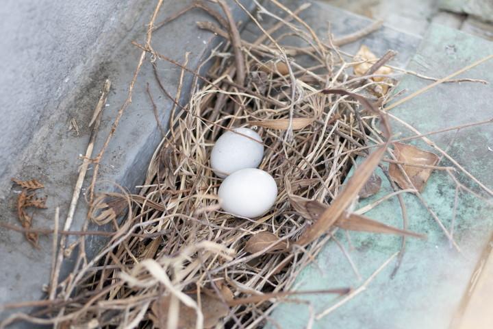 鳩がベランダで営巣している場合