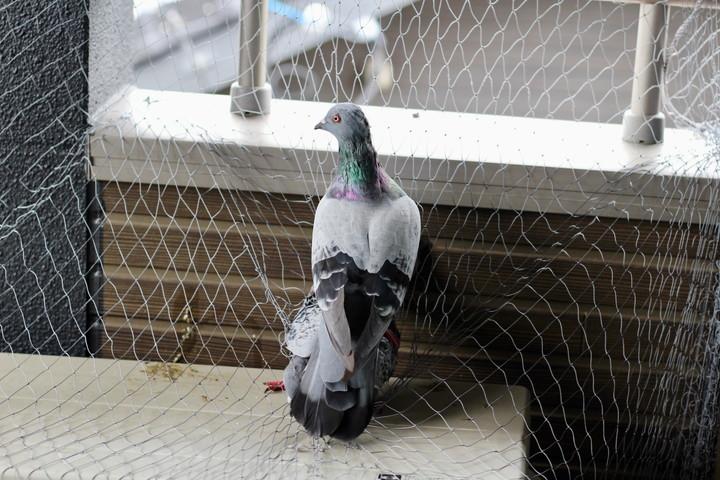 ベランダの鳩よけネットは有効？