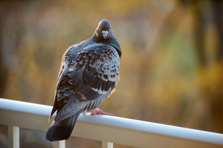 ベランダに鳩が寄ってくるのを放置するリスク