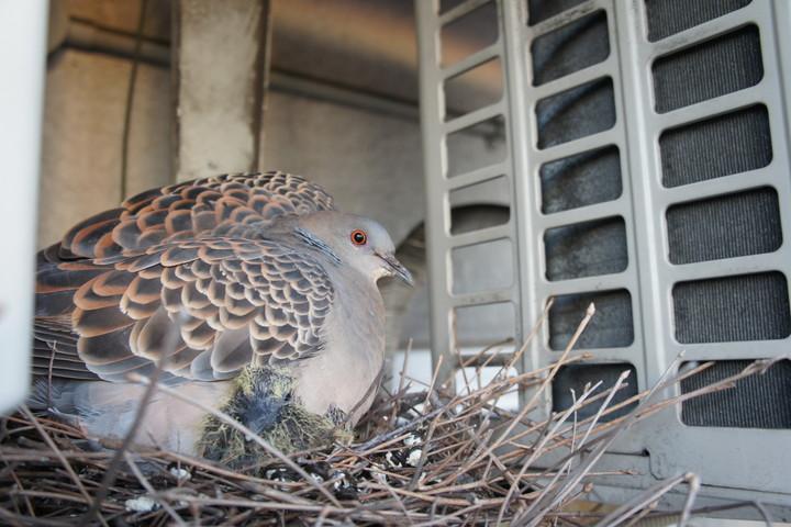 被害レベルごとに適した鳩の駆除方法を紹介