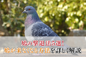 鳩の撃退法5選！鳩が来なくなる方法を詳しく解説