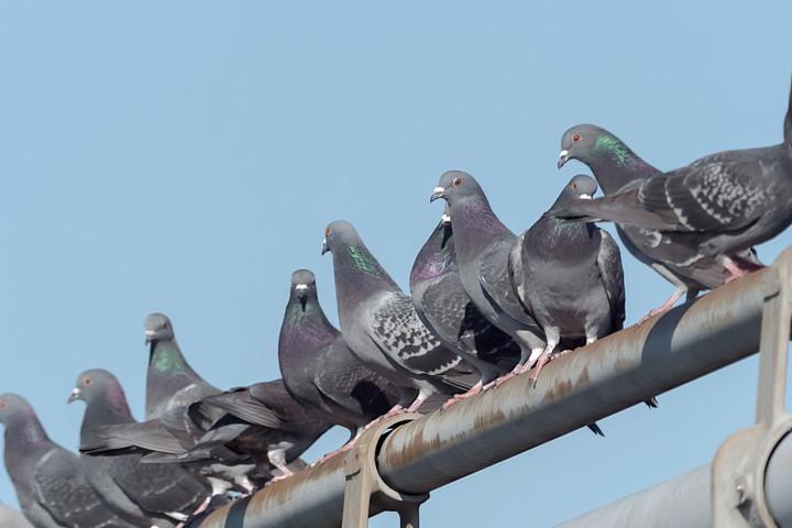 鳩の大群