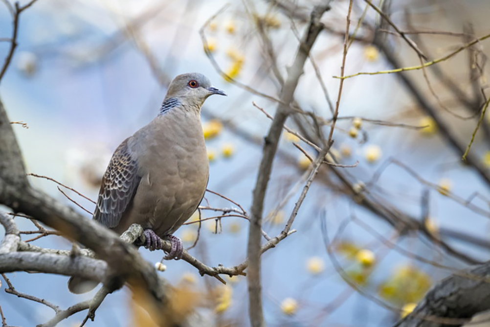 種類別！鳩の鳴き声の特徴を紹介