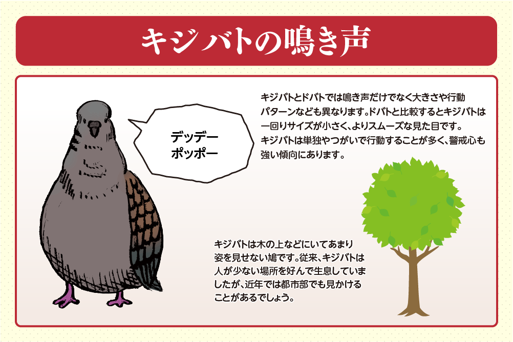 キジバトの鳴き声