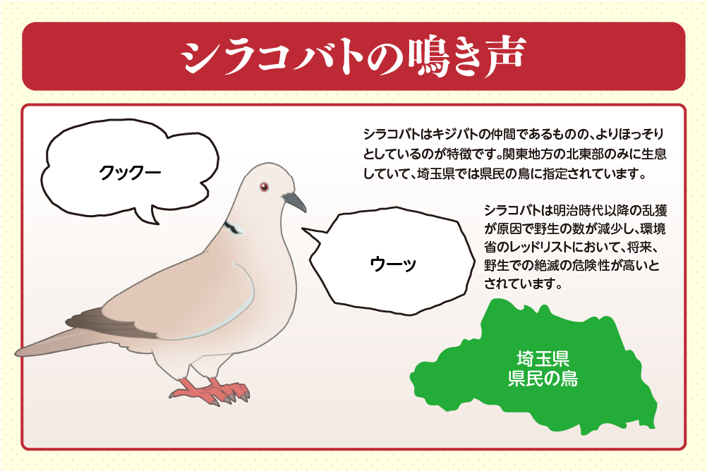 シラコバトの鳴き声