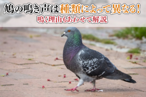 鳩の鳴き声は種類によって異なる！鳴く理由もあわせて解説