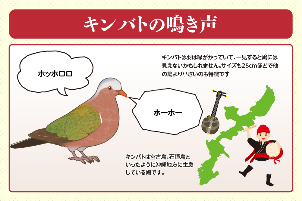 キンバトの鳴き声