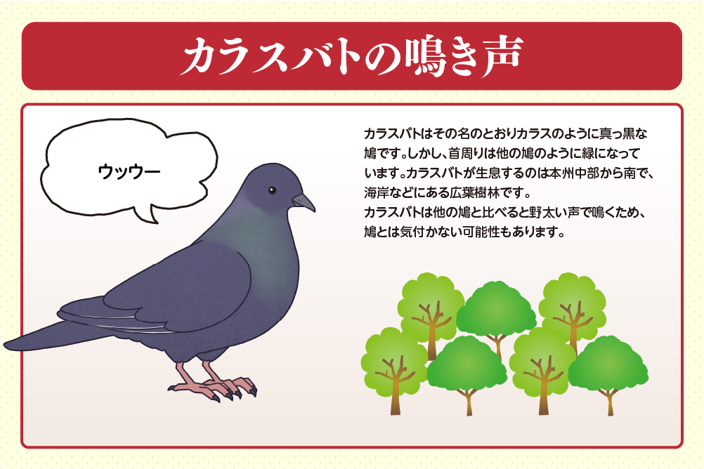 カラスバトの鳴き声