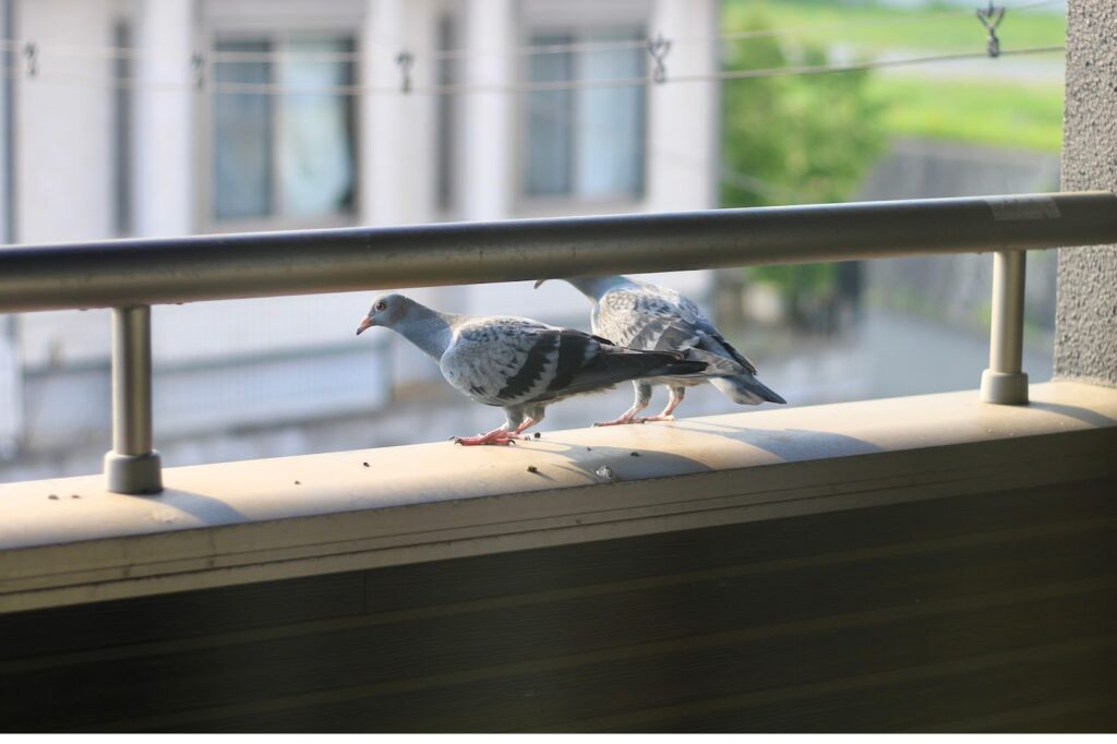 鳩駆除業者に依頼するメリット