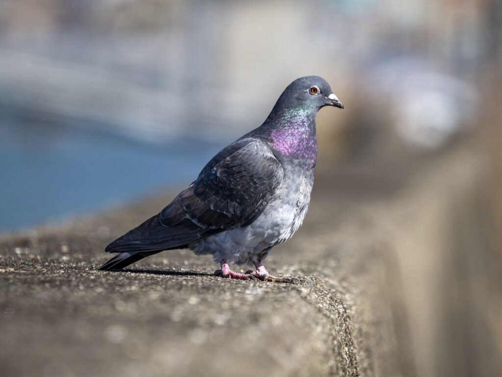 鳩駆除の相場を把握して適切な業者選びにつなげよう