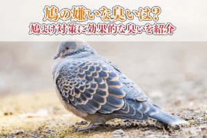 鳩の嫌いな臭いは？鳩よけ対策に効果的な臭いを紹介
