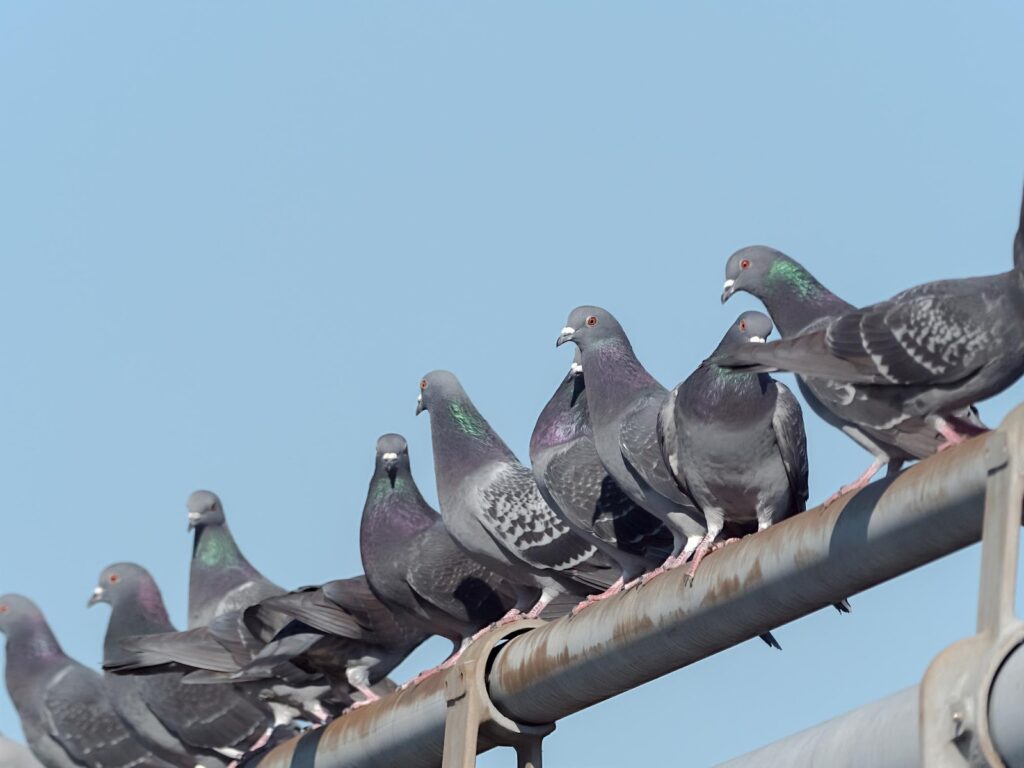 工場や倉庫における鳩対策の注意点