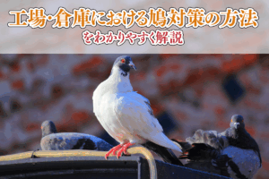 工場・倉庫における鳩対策の方法をわかりやすく解説