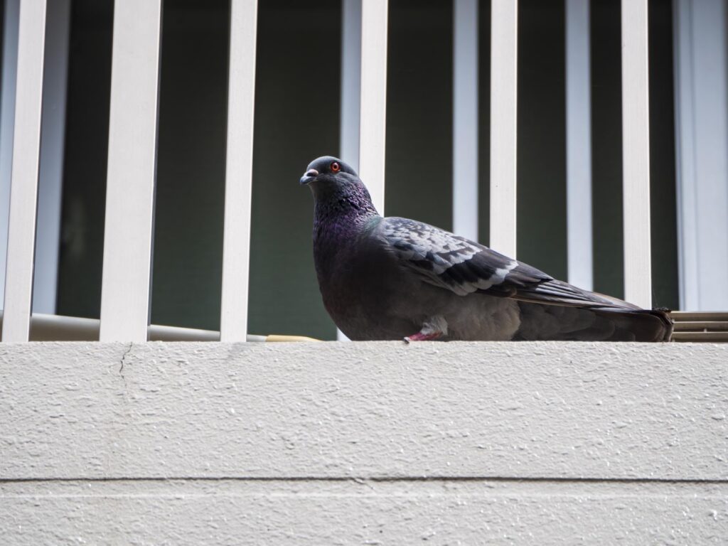 マンションやアパートの鳩対策は管理会社の責任？