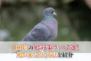 100均の鳩対策グッズ7選！鳩が来なくなる方法を紹介